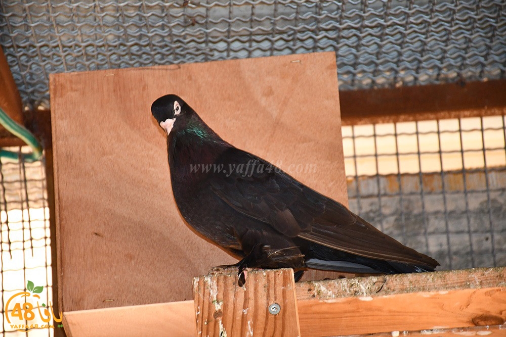 zohdi 3ashoor (41).jpeg